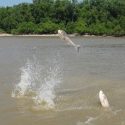 After committing in April, Gov. J.B. Pritzker holds up planning to stop Asian carp