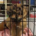 Central Illinois Humane Society seeking donations