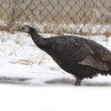 Illinois hunters bag record number of turkeys