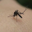 Illinois Department of Public Health urging caution against West Nile Virus