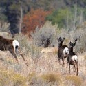 November peak month for vehicle, deer crashes