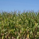 Illinois corn and soybean progress is above average