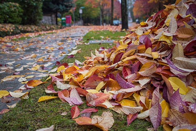 Leaves that are raked into the street can end up in local water systems, posing a serious threat to plants and wildlife. (Photo courtesy Flickr/KennyLouie)