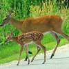 AAA warns drivers to be cautious of deer this time of year