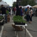 New SNAP-farmers’ market program on hold during budget impasse