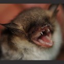 Bat tests positive for rabies, Tazewell County health officials say