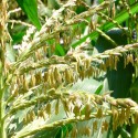 Record-high soybean, corn crop yields recorded in Illinois