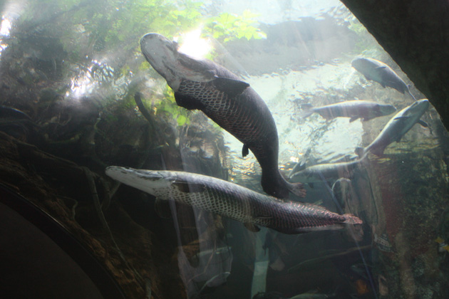 Alligator Gar