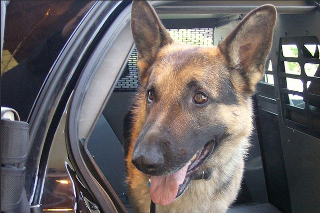 New laws taking effect in 2017 will create better treatment for canine officers. (Photo courtesy Flickr/Bushra Aziz)