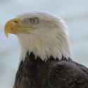 Bald eagles flocking to Illinois for winter