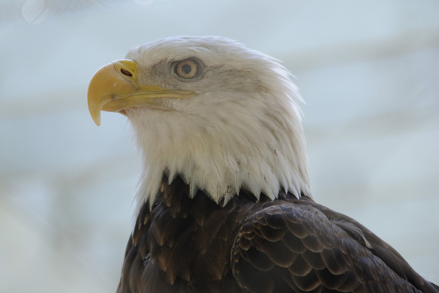 Bald eagle