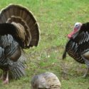 IDNR introduces turkey hunting program to help hunters and landowners