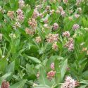 New bill looks to make milkweed Illinois’s official wildflower