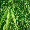 Illinois farmers seek legislative approval to grow industrial hemp